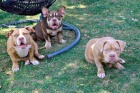 American Bully tata na prodej