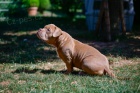 American Bully tata na prodej