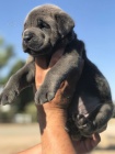 Prodm zdrav okovan tata italskho Cane Corso