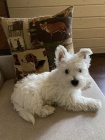 Predm mini teniatka West Highland White Terriers