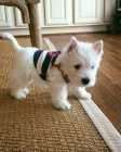 Predm mini teniatka West Highland White Terriers