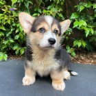 Predm krsne a anjelsk teniatka Pembroke Welsh Corgi.