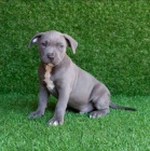 americkho pitbull terira