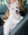 teniatka West Highland White Terriers