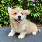 teniatka Pembroke Welsh Corgi.