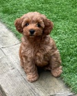 tata Cavapoo mini.