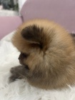 Pomeranian BOO tata