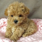 tata Maltipoo.