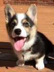 ern s plenm tata Pembroke Welsh Corgi.