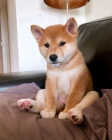 TATA MINI SHIBA INU