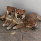 TATA MINI SHIBA INU