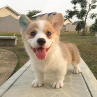 Predm krsne a anjelsk teniatka Pembroke Welsh Corgi.