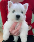 West Highland White Terriers