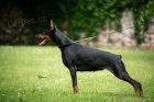 DOBERMAN tata na prodej