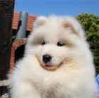 Samojed tata