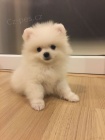 miniaturn tata pomeranian na prodej.