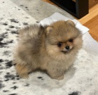 miniaturn tata pomeranian na prodej.