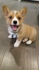 Predm krsne a anjelsk teniatka Pembroke Welsh Corgi.