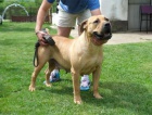 Boerboel (jihoafrick mastif) tata