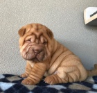 tata okovan shar-pei.