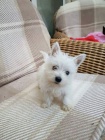 Predm mini teniatka West Highland White Terriers