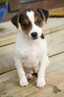 tata jack russell terira.