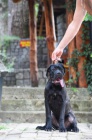 Cane Corso samec tn