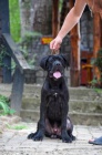 Cane Corso samec tn