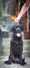 Cane Corso samec tn