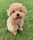 tata Maltipoo