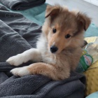 tata Sheltie k adopci