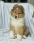 tata Sheltie k adopci