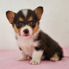 Predm krsne a anjelsk teniatka Pembroke Welsh Corgi.