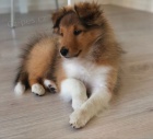 tata Sheltie k adopci