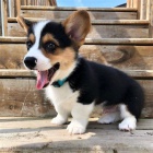 Predm krsne a anjelsk teniatka Pembroke Welsh Corgi.