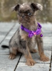 Brussels Griffon sameci tata na prodej