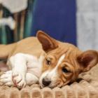 ttka Basenji