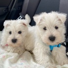 teniatka West Highland White Terriers