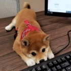 TATA MINI SHIBA INU