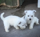 Predm mini teniatka West Highland White Terriers