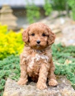 tata Cavapoo mini.