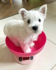 teniatka West Highland White Terriers