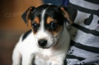 tata jack russell terira.