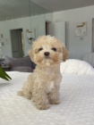 tata Maltipoo