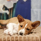 ttka Basenji