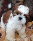 teniatka SHIH TZU