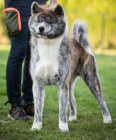 Japonsk tata Akita Inu