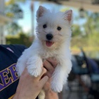 Prodm mini mini tata West Highland White Terriers