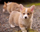 Prodm krsn ttka Cardigan Welsh corgi.