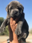 tata italskho Cane Corso